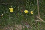 Bigfruit evening primrose